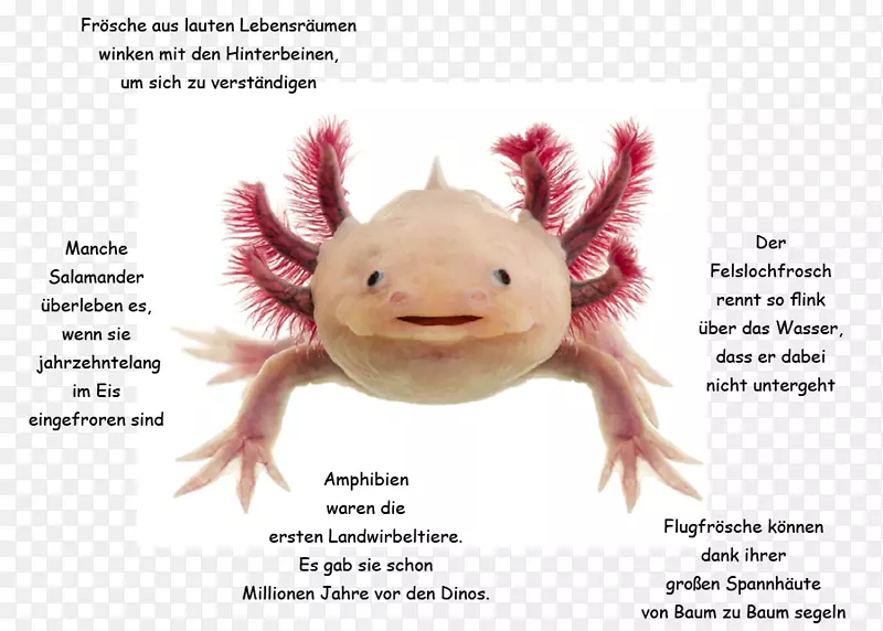 Aaxolotl宠物用品摄影版税-免费-kulquappe
