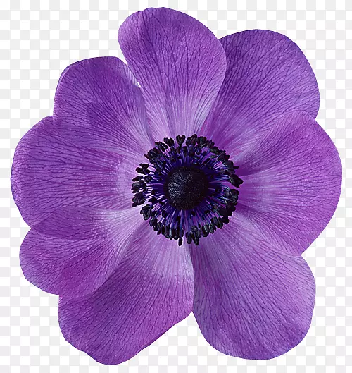 海葵花瓣紫桌面壁纸-花