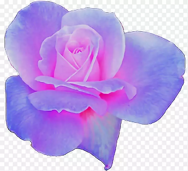 花园玫瑰美学.紫罗兰