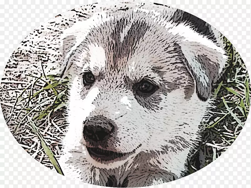 狗品种挪威长龙犬鼻子胡须-小狗