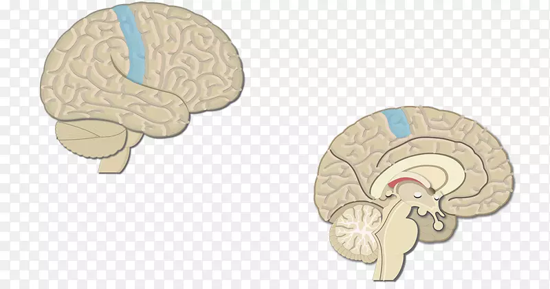视皮层、大脑皮层、初级运动皮质-大脑