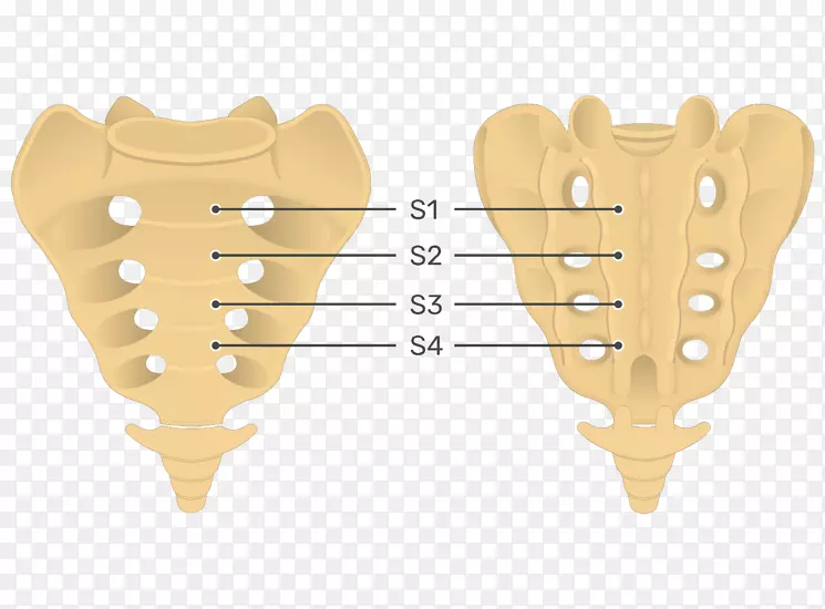 骶骨人体解剖脊柱尾椎-脊柱