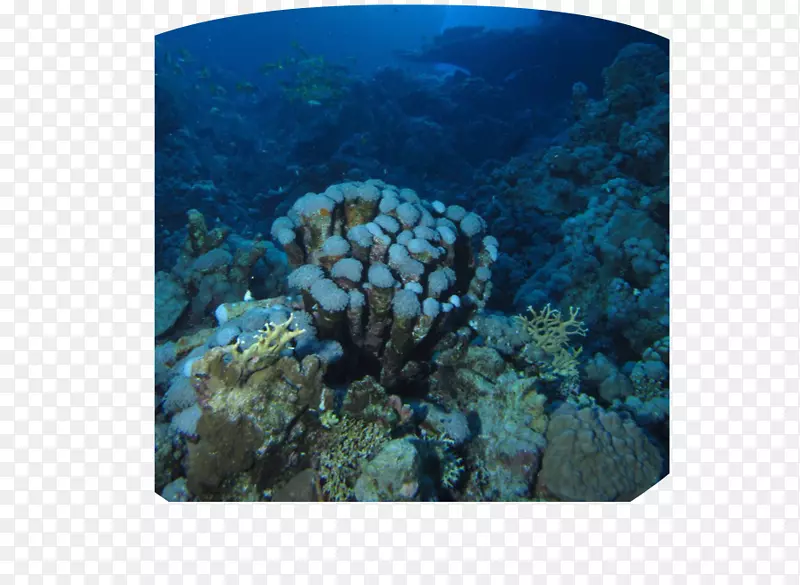 珊瑚礁底栖带海洋生物海洋地貌饥渴的鲨鱼世界黑尖礁鲨