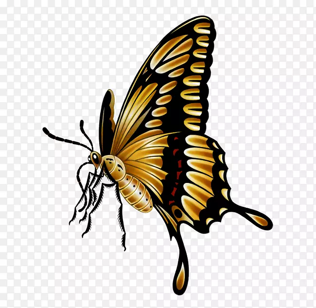 帝王蝴蝶，毛茸茸的蝴蝶，皮尔科，夏天的传说中的昆虫