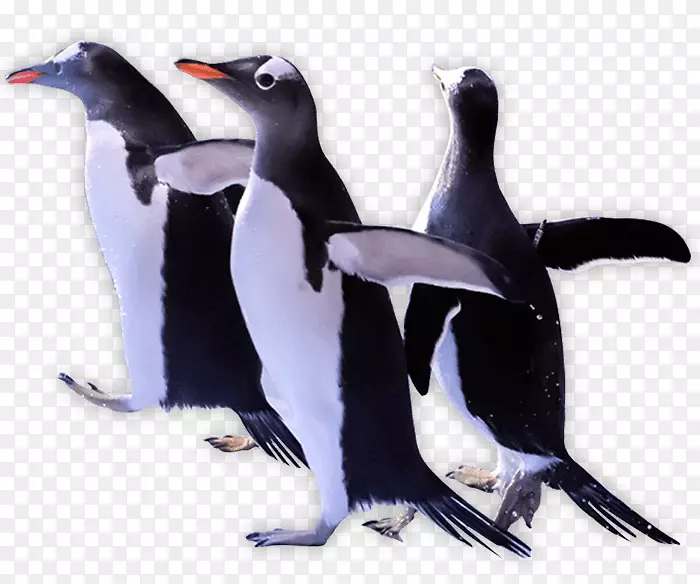企鹅剪贴画-冰王国
