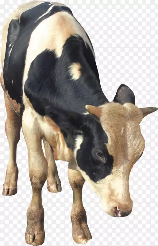 奶牛牛磺酸牛家畜-奶牛PNG