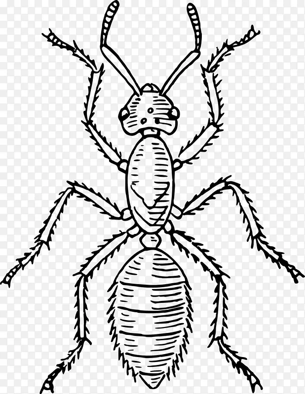 甲虫蚂蚁形态人体蝴蝶甲虫