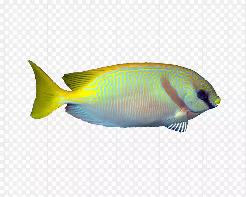 兔鱼、珊瑚礁鱼、蓝绿色鱼、水族箱鱼PNG图片素材下载_图片编号4888012-PNG素材网