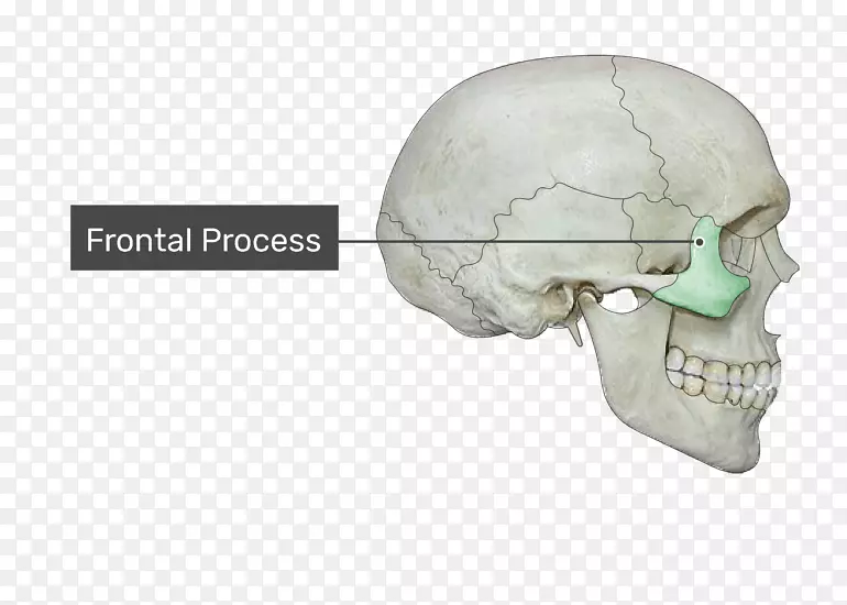 上颌骨前突下颌牙槽突髁突冠状突