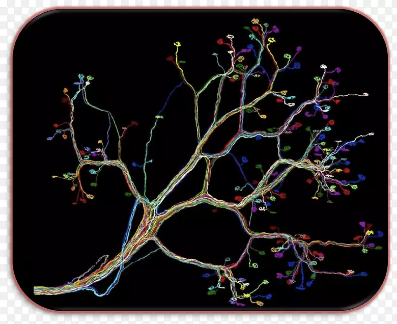 神经回路神经元-人连接体