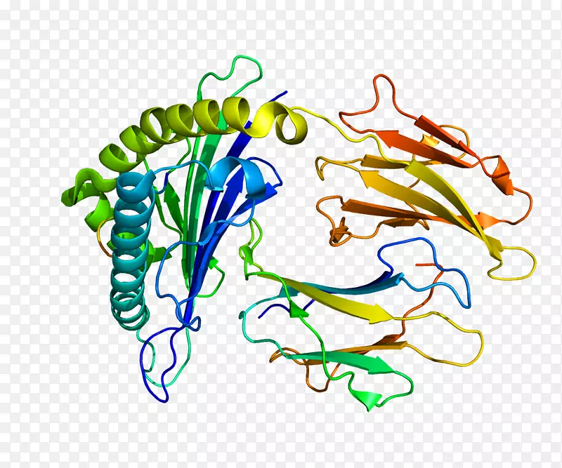 IRS 2胰岛素受体底物蛋白基因