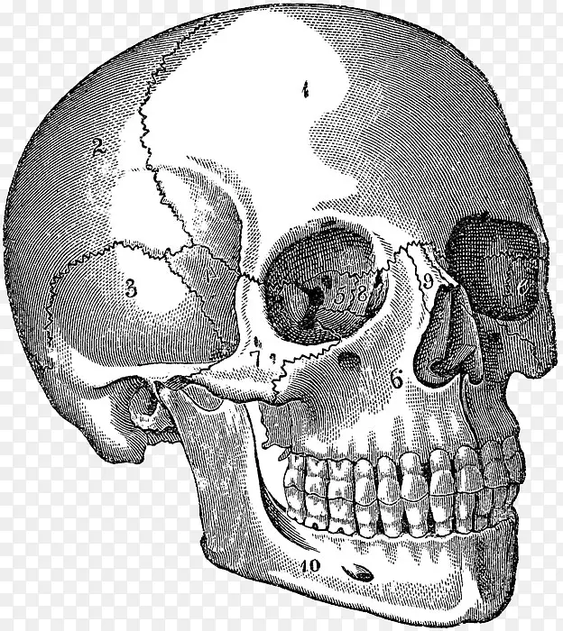 颅骨人体解剖人体图-颅骨
