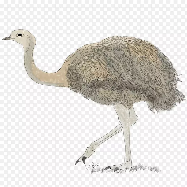 普通鸵鸟EMU陆生动物喙