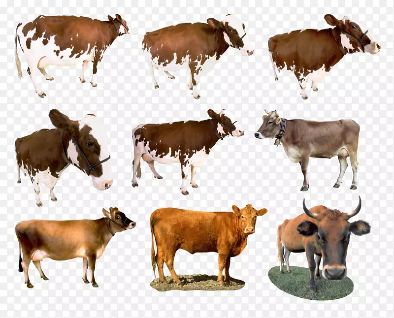 奶牛牛磺酸牛犊牛牧场悲伤母牛
