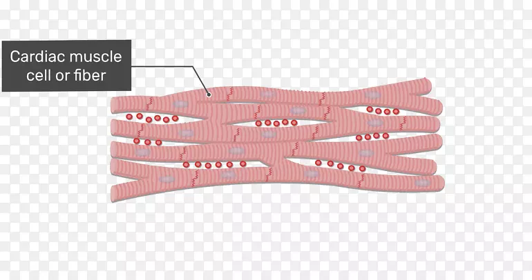 夹层椎间盘心肌间隙连接肌组织骨骼肌-肌肉系统