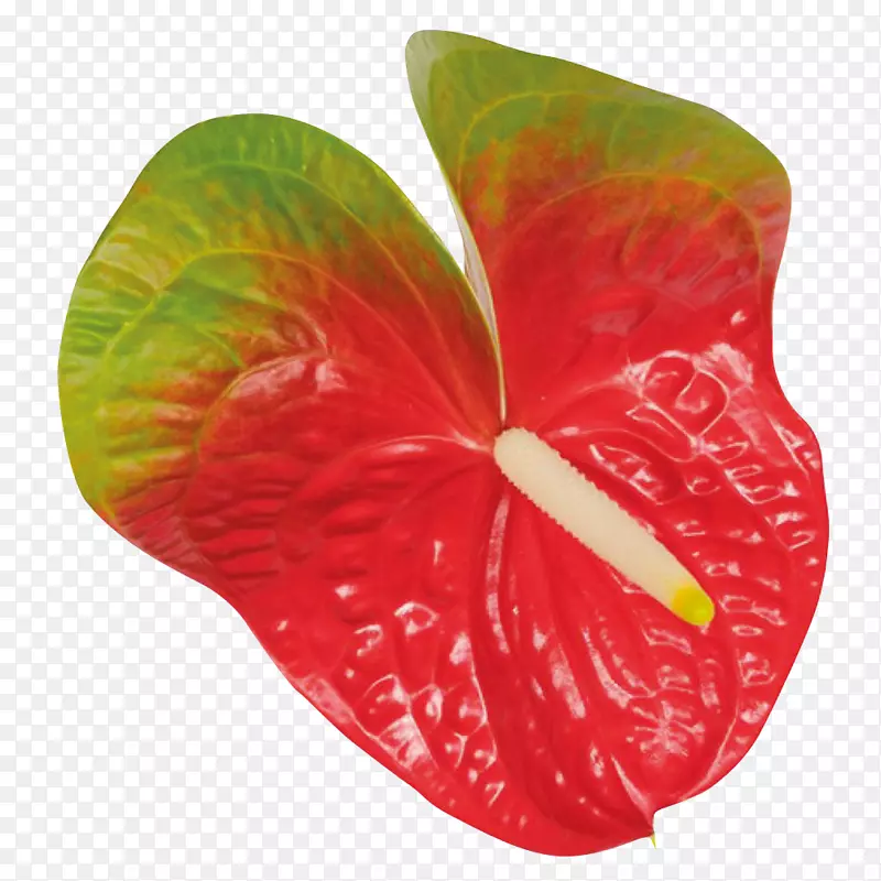 花椒切花，花瓣植物-红兰花
