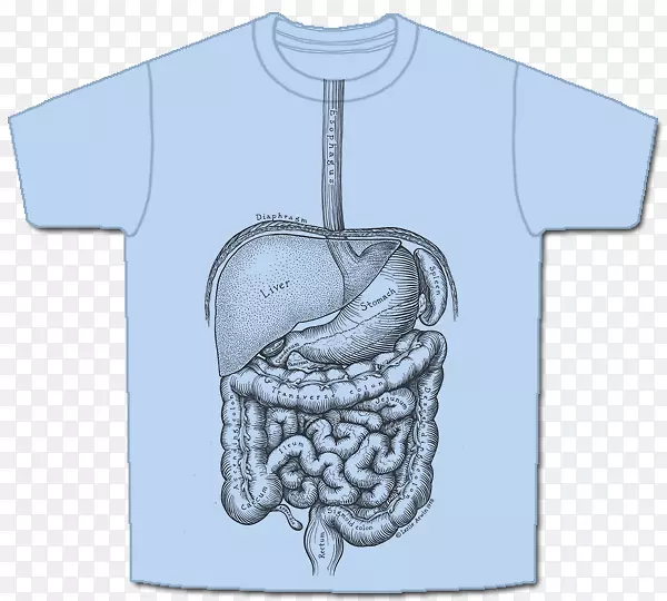 人体消化系统解剖-t恤