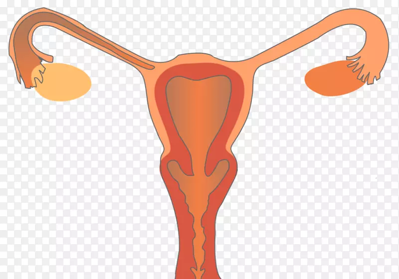 女性生殖系统生殖健康妇女-妇女