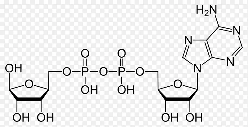 核糖二磷酸腺苷三磷酸腺苷其它