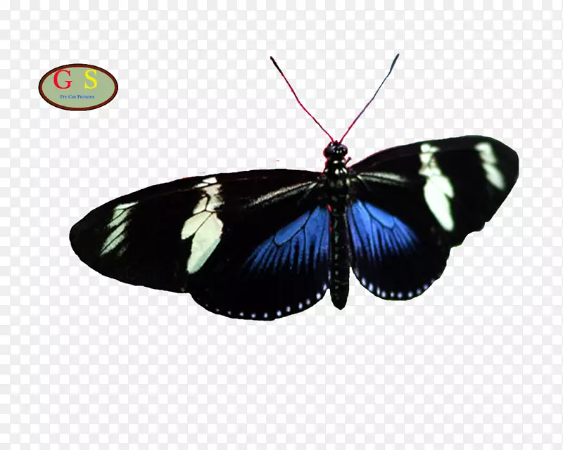 毛茸茸的蝴蝶和飞蛾蝴蝶