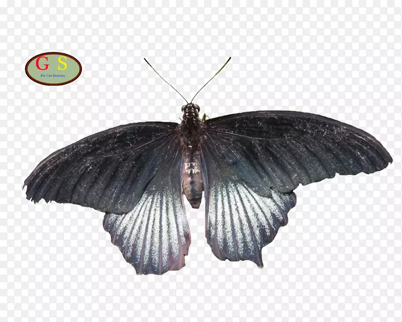 毛茸茸的蝴蝶-家蚕蝴蝶和蛾.vlinder