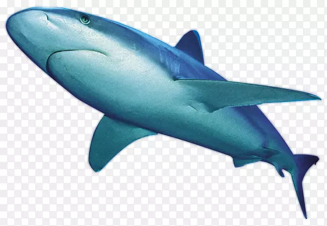 大白鲨国际鲨鱼攻击档案剪贴画-K7