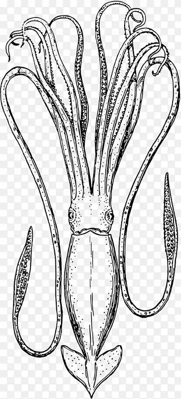 乌贼为食，乌贼夹艺术.鱿鱼画