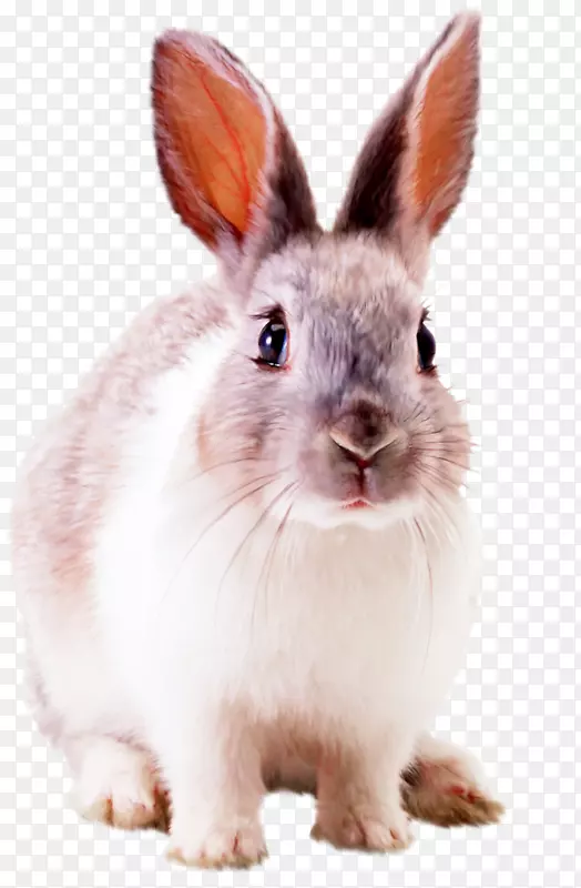 兔桌面壁纸-兔子