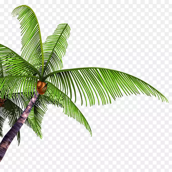 椰子柱树槟榔科-椰子