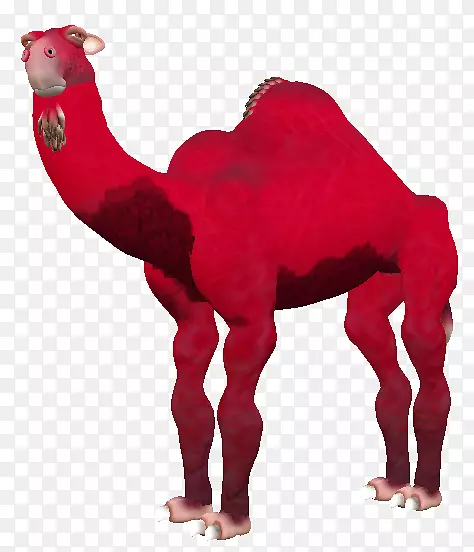 垂肌骆驼鼻陆生动物-动物