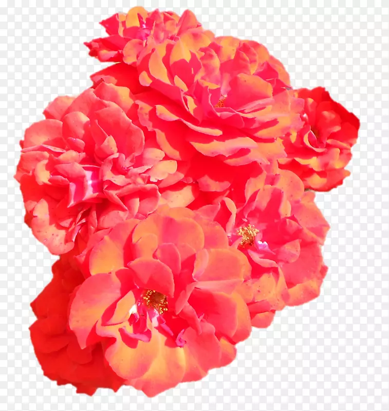 花卉花园玫瑰康乃馨切花-斯里潘克哈米