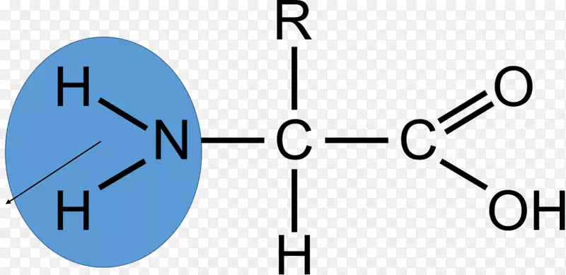 氨基酸生物化学化合物胺基