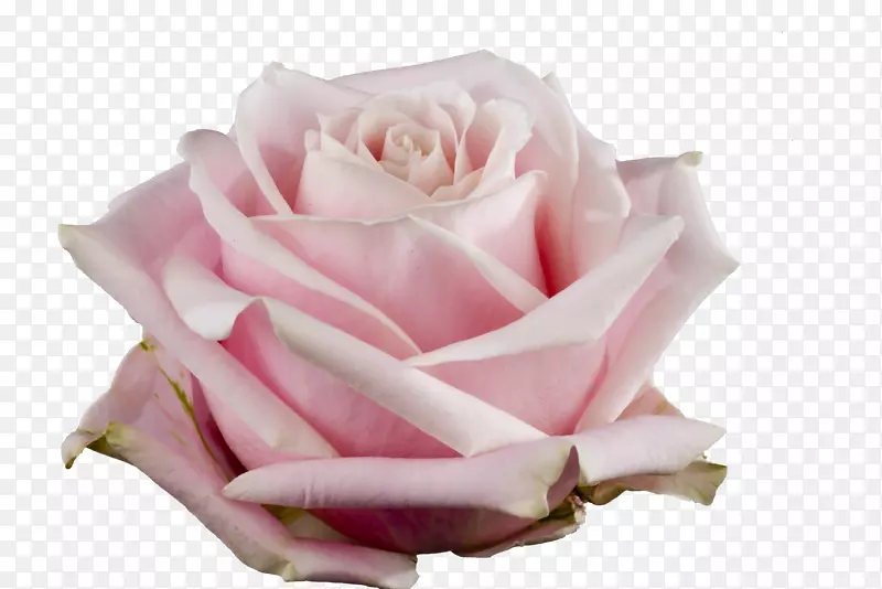 花园玫瑰，卷心菜，玫瑰花，粉红色雪崩切花