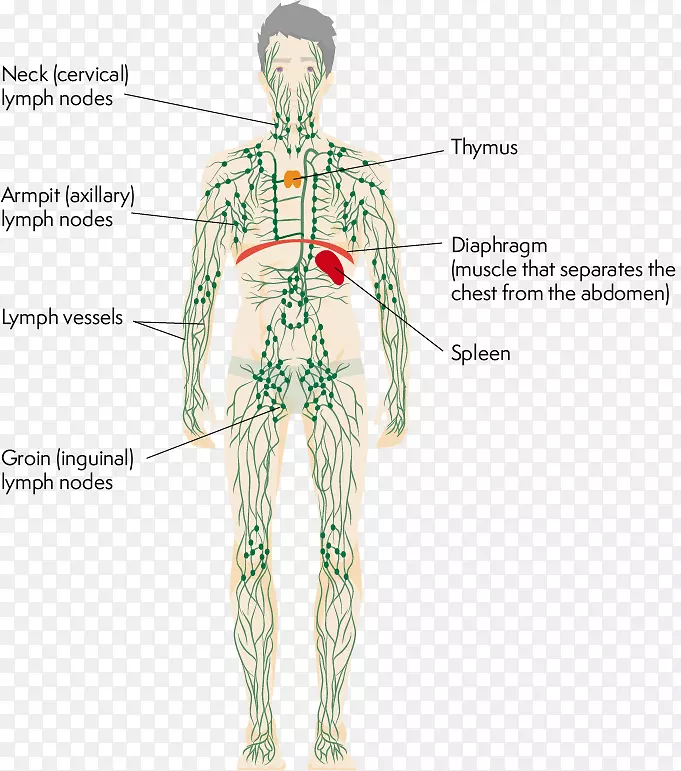 淋巴系统人体胸腺生理学腋窝解剖