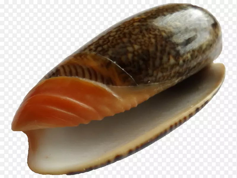 蛤蜊贝壳贻贝-贝壳