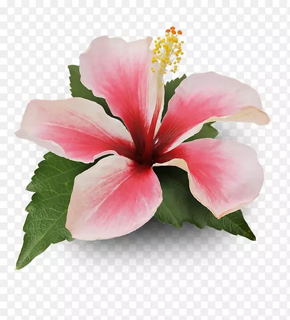 食蹄龟jabuti-hibisco