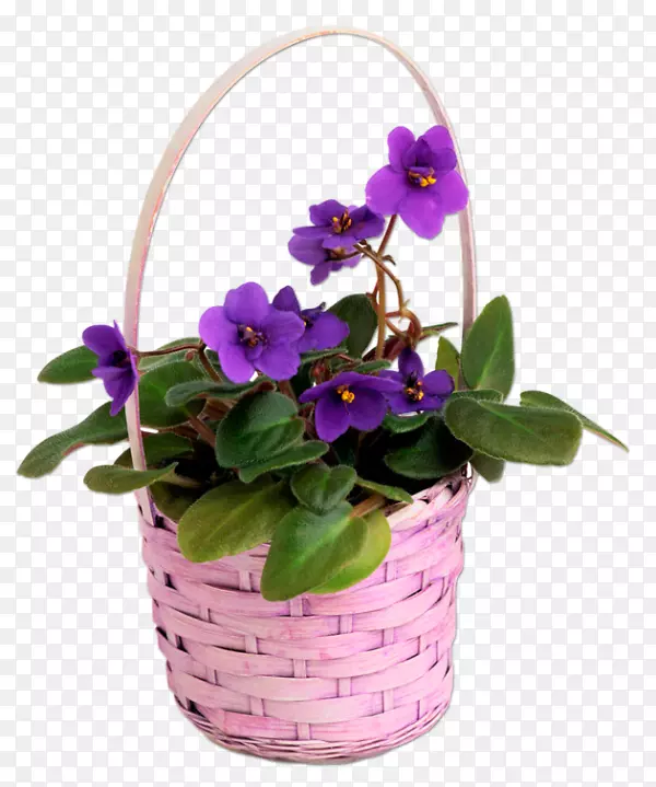 潘西紫罗兰园紫藤种子紫罗兰