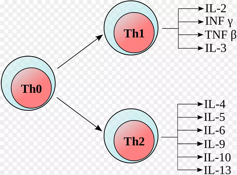 T辅助细胞淋巴细胞Th1 t细胞Polaryzacja免疫球蛋白-淋巴细胞