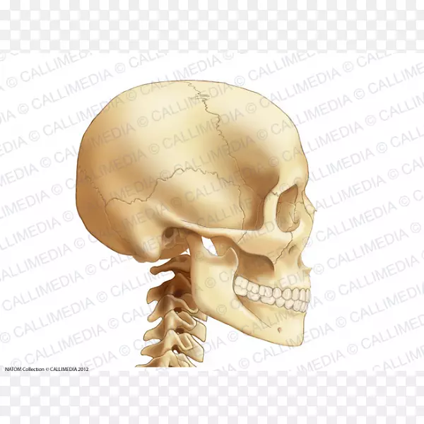 解剖骨、头颈、颈椎-颅骨