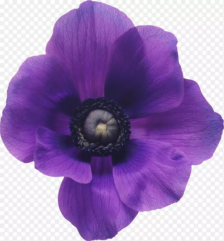 花束紫罗兰蓝花