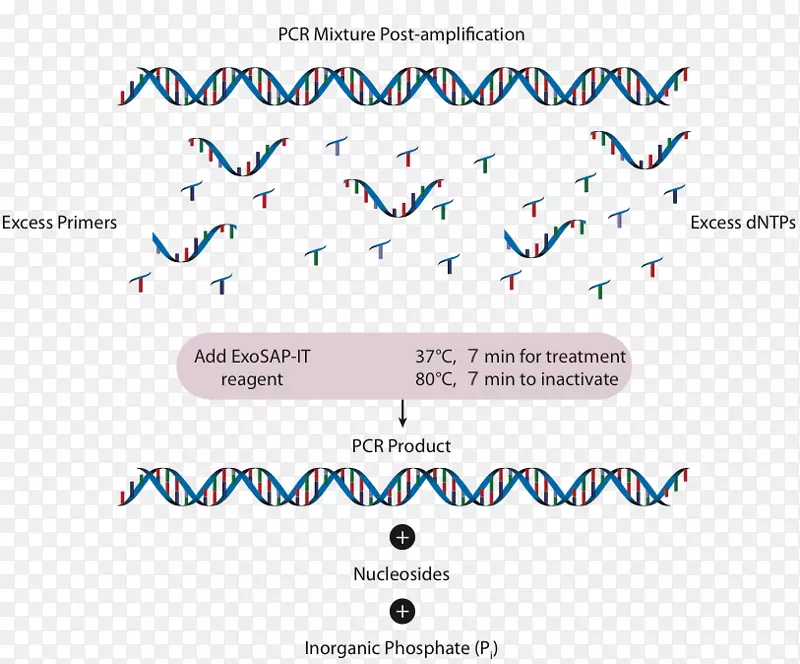 聚合酶链反应外切酶碱性磷酸酶试剂自旋柱DNA提取