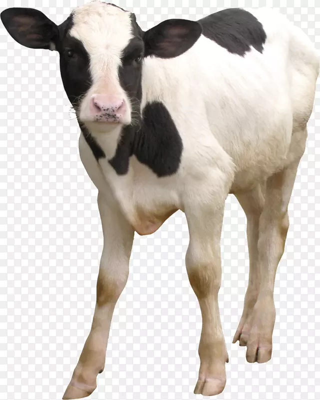 牛磺酸牛，奶牛，牛犊