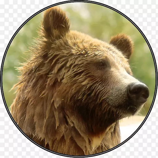 灰熊野生动物阿拉斯加半岛棕熊陆地动物咆哮