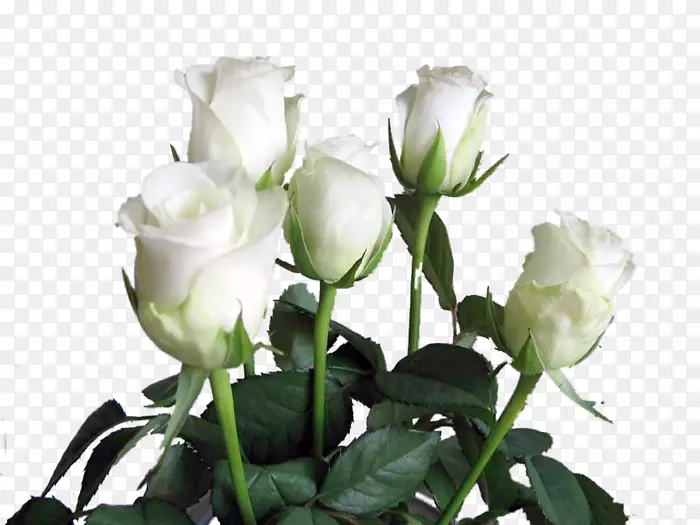 花园玫瑰，生日，情人节，约克郡白玫瑰，卷心菜，玫瑰-生日