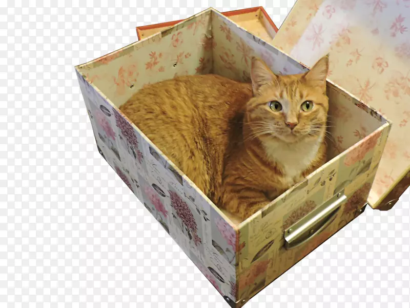 小胡子猫盒子里的猫