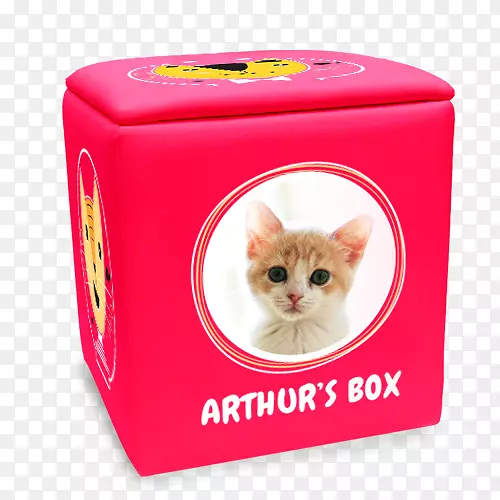 猫须猫盒宠物猫盒子里的猫
