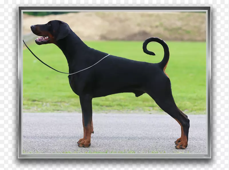 Dobermann黑色和棕褐色短尾犬-Dobermann-Dobermann