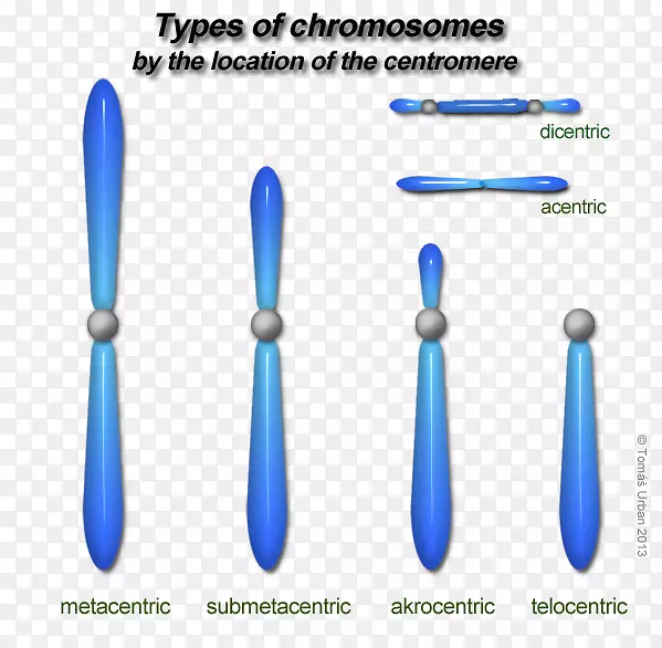 染色体人类基因组单倍体细胞核型单倍体