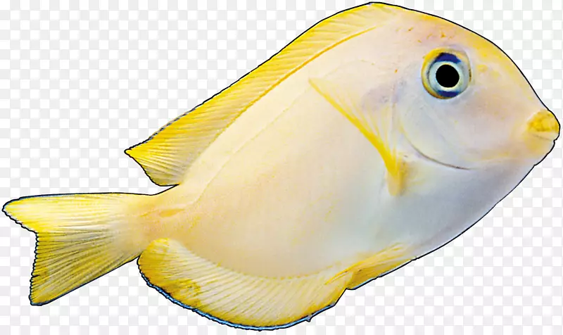 海洋生物珊瑚礁鱼类动物-小鱼