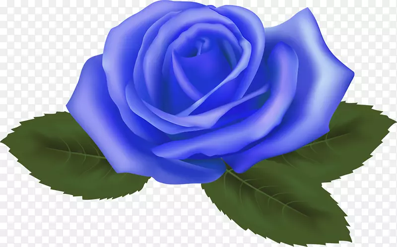 蓝玫瑰花园玫瑰卷心菜花海葵